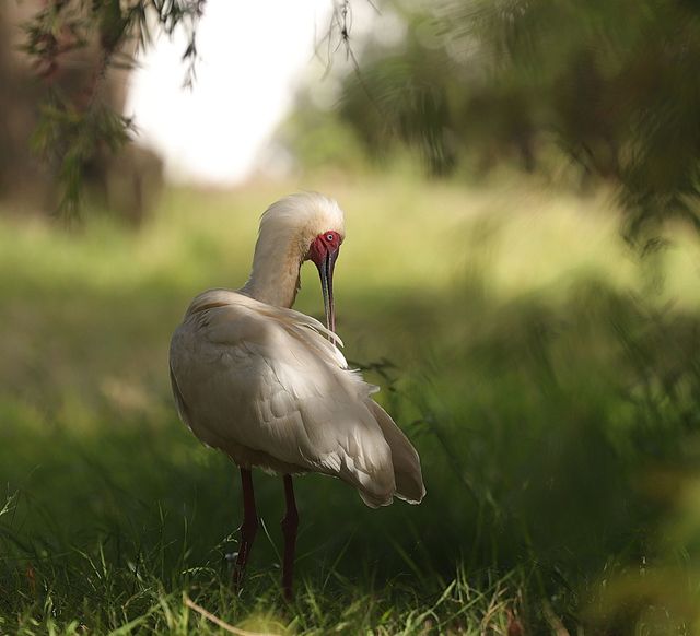 An African Spoonbill preening itself in the shade of a tree